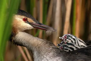 Waterfowl Prints: Great crested grebe (Podiceps cristatus) feeding feather to one of its chicks