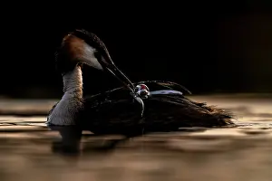 Parental Behaviour Prints: Great crested grebe (Podiceps cristatus) feeding fish to chick