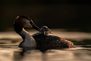 Parental Behaviour Prints: Great crested grebe (Podiceps cristatus) feeding fish to chick