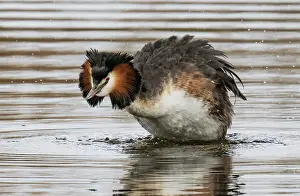 Grooming Prints: Great crested grebe (Podiceps cristatus) male