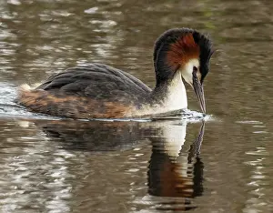 Great crested grebe (Podiceps cristatus) male, swimming and peering into the water, Cherine Nature Reserve, La Brenne, France. April