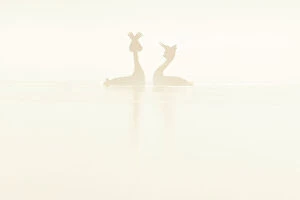 Calm Coasts Collection: Great crested grebe (Podiceps cristatus) pair, courtship dance at dawn