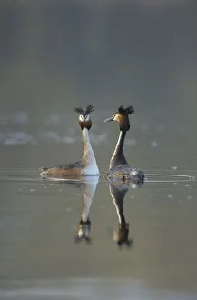 Prints of Great crested grebe (Podiceps cristatus) pair of adults during part of their elaborate courtship ritual during the very last few rays of evening sunlight, Derbyshire, UK, March 2020VISION Prints: Great crested grebe (Podiceps cristatus) pair of adults during part of their elaborate
