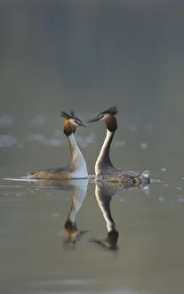 Great crested grebe (Podiceps cristatus) pair of adults during part of their elaborate