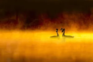 Great crested grebe (Podiceps cristatus) pair performing courtship display at dawn