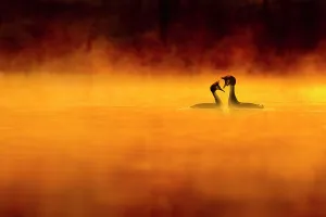 Negative Space Prints: Great crested grebe (Podiceps cristatus) pair performing courtship displaying at dawn