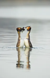 Waterfowl Prints: Great crested grebe (Podiceps cristatus) pair performing the weed dance