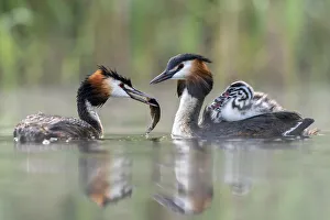 Great crested grebe (Podiceps cristatus) parent bird with chicks on the back while