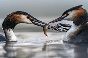 Great crested grebe (Podiceps cristatus) parents busy feeding their young with fish