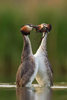 Reproduction Prints: Great crested grebe (Podiceps cristatus) performing their weed dance during courtship