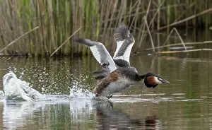 Taking Off Prints: Great crested grebe (Podiceps cristatus) running and taking off from the water