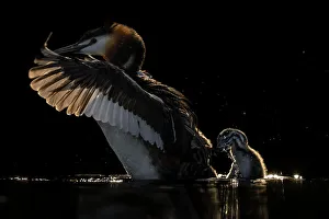 Podiceps Prints: Great crested grebe (Podiceps cristatus) shaking chick from its back on lake