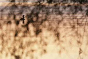 Silhouettes Prints: Great crested grebe (Podiceps cristatus) silhouetted on the river, Danube Delta, Romania