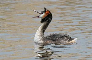Calling Prints: Great crested grebe (Podiceps cristatus) on water calling
