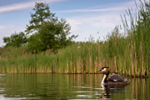 Nature Reserve Prints: Great crested grebe (Podiceps cristatus) on water carrying chick on its back