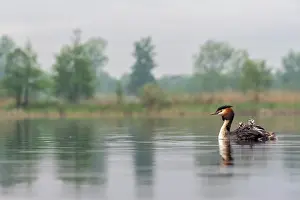 Nature Reserve Prints: Great crested grebe (Podiceps cristatus) on water carrying chicks on its back