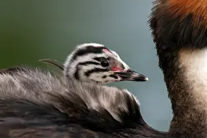 Nature Reserve Prints: Great crested grebe (Podiceps cristatus) on water with chick on its back