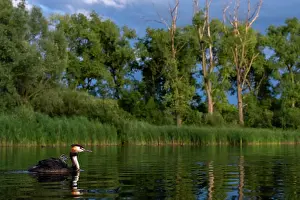 Nature Reserve Prints: Great crested grebe (Podiceps cristatus) on water with chick on its back