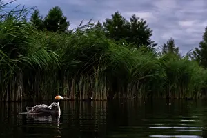 Great crested grebe (Podiceps cristatus) on water with chick on its back, Valkenhorst Nature Reserve, The Netherlands. May