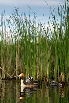 Nature Reserve Prints: Great crested grebe (Podiceps cristatus) on water with chicks
