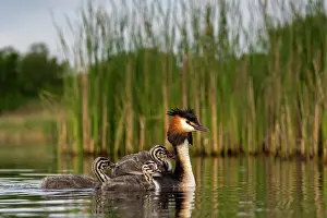Nature Reserve Prints: Great crested grebe (Podiceps cristatus) on water with chicks