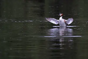 Podiceps Prints: Great crested grebe (Podiceps cristatus) on water spreading its wings