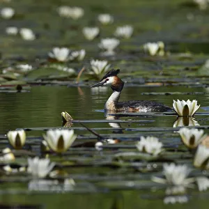 Great crested grebe (Podiceps cristatus) amongst White water lilies (Nymphaea alba)