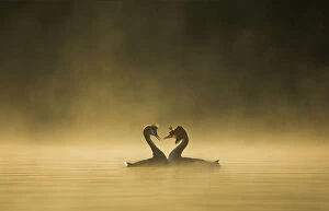 Love Gallery: Great crested grebes (Podiceps cristatus) performing courtship ritual at dawn, Cheshire