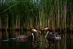 Parenting Prints: Great crested grebes (Podiceps cristatus) pair