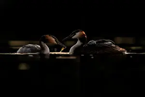 Parental Behaviour Prints: Great crested grebes (Podiceps cristatus) pair