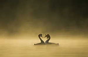 Great crested grebes (Podiceps cristatus) performing courtship ritual at dawn, Cheshire, UK April