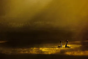 Great crested grebes (Podiceps cristatus) performing their elaborate courtship ritual at dawn