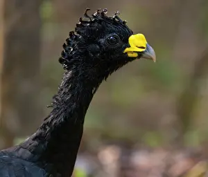 Galliformes Prints: Great curassow (Crax rubra) male, head portrait, Guatemala