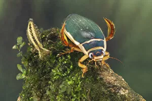 Aeshnidae Gallery: Great diving beetle (Dytiscus marginalis) and Dragonfly nymph (Aeshnidae), Europe, August