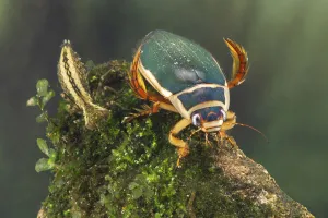 Nymph Prints: Great diving beetle (Dytiscus marginalis) and Dragonfly nymph (Aeshnidae), Europe, August