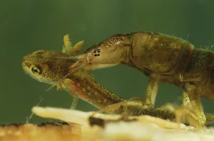 Dytiscoidea Prints: Great diving beetle (Dytiscus marginalis) larva feeding on Northern crested newt (Triturus cristatus) larva