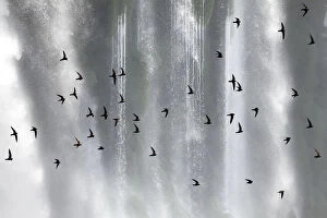 Waterfalls Collection: Great dusky swift (Cypseloides senex) flock in front of Iguazu falls, Brazil / Argentina