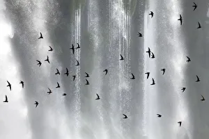 Great dusky swift (Cypseloides senex) flock in front of Iguazu falls, Brazil / Argentina