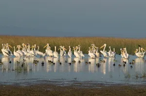 Wetlands Prints: Great / Eastern white pelican (Pelecanus onocrotalus) and Common Teal (Anas crecca)