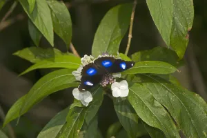 Great eggfly (Hypolimnas bolina) butterfly male nectaring on Rough-leaved hydrangea