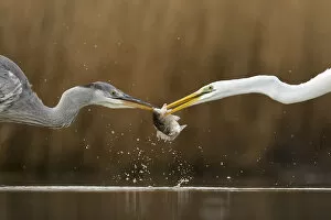 Ardea Cinerea Gallery: Great egret (Ardea alba) fighting over fish with Grey heron (Ardea cinerea) Lake Csaj