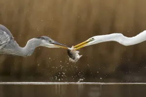 Miispecies Prints: Great egret (Ardea alba) fighting over fish with Grey heron (Ardea cinerea) Lake Csaj