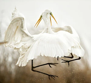 Ardea Alba Gallery: Great egret (Ardea alba) two fighting in flight, Lake Csaj, Kiskunsagi National Park