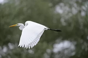 Great egret (Ardea alba) in flight, Elbe Biosphere Reserve, Lower Saxony, Germany