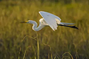 Great egret (Ardea alba) in flight, Florida, USA, March