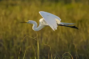Ardea Alba Gallery: Great egret (Ardea alba) in flight, Florida, USA, March
