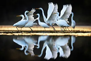 Typical Heron Prints: Great egret (Ardea alba) flock at edge of pond flapping their wings