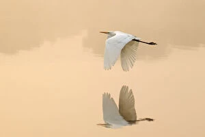Tranquility Collection: Great egret (Ardea alba) flying across lake, Ranthambhore National Park, India