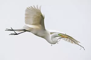 Great egret (Ardea alba) flying with stick for its nest in beak. St. Augustine, Florida, USA