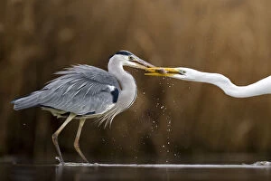 Ardea Cinerea Gallery: Great egret (Ardea alba) and Grey heron (Ardea cinerea) squabbling, Lake Csaj, Kiskunsagi